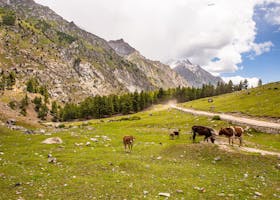 Grazing cows in a picturesque mountainous landscape in Pakistan during a clear day.